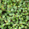 photos courtesy of NetPS Plant Finder