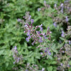 photos courtesy of NetPS Plantfinder