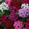 Pentas 4.5"