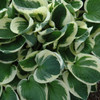 photo courtesy of NetPS Plant Finder