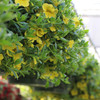 Calibrachoa 10" | Yellow