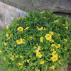 Calibrachoa 10" | Yellow