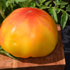 photo courtesy of NetPS Plant Finder