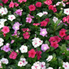 Flowering Vinca 6"