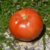 photo courtesy of NetPS Plant Finder