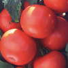 Tomato | 'Biltmore Hybrid'