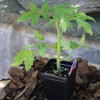 Tomato | 'Biltmore Hybrid'
