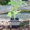 Tomato | 'Biltmore Hybrid'