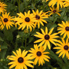 Black-Eyed Susan | Autumn