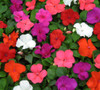 Impatiens 6"