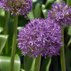 photo courtesy of NetPS Plant Finder