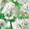 Allium Bulb 8pk | Graceful Allium Bulb 8pk | Graceful