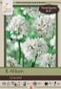 Allium Bulb 8pk | Graceful Allium Bulb 8pk | Graceful