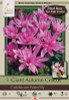 Giant Autumn Crocus Bulb 1pk | Colchicum Waterlily
