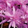 Giant Autumn Crocus Bulb 1pk | Colchicum Waterlily