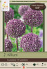 Allium Bulb 2pk | Summer Drummer