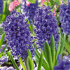 Hyacinth Bulb 5pk | Blue Jacket