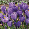 Crocus Bulb 12pk | Remembrance