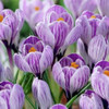 Crocus Bulb 12pk | Pickwick