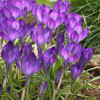 Crocus Bulb 25pk | Ruby Giant