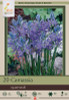 Camas Lily Bulb 20pk