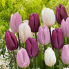 Tulip Bulb 7pk | Dutch Surprise