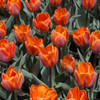 photo courtesy of NetPS Plant Finder