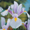 Dutch Iris Bulb 20pk | Carmen Dutch Iris Bulb 20pk | Carmen