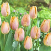 Tulip Bulb 10pk | Salmon Prince