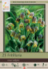 Fox's Grape Bulb 25pk Fox's Grape Bulb 25pk