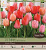 Tulip Bulb 12pk | Blush Blend Tulip Bulb 12pk | Blush Blend