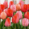 Tulip Bulb 12pk | Blush Blend Tulip Bulb 12pk | Blush Blend