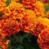 Marigold 8"