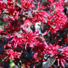 Fringe Flower | Ever Red