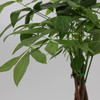 Braided Money Tree