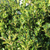 Boxwood | NewGen Independence® Boxwood | NewGen Independence®