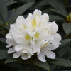 photos courtesy of NetPS Plant Finder