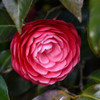 photos courtesy of NetPS Plant Finder