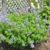 photos courtesy of NetPS Plant Finder