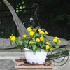 Lantana 10" | Yellow