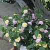 Lantana 10" | Pink