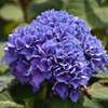 photos courtesy of NetPS Plant Finder