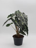 Alocasia | Polly