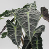 Alocasia | Polly