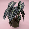 Alocasia | Polly