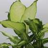 Dieffenbachia | Camille