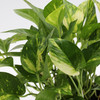 Pothos | Golden