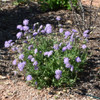 photo courtesy of NetPS Plant Finder
