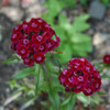 photo courtesy of NetPS Plant Finder