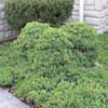 photo courtesy of NetPS Plant Finder photo courtesy of NetPS Plant Finder